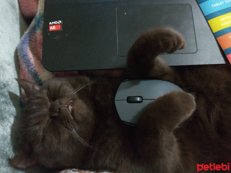 British Shorthair, Kedi  Şila fotoğrafı