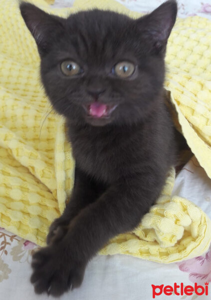 British Shorthair, Kedi  Şila fotoğrafı