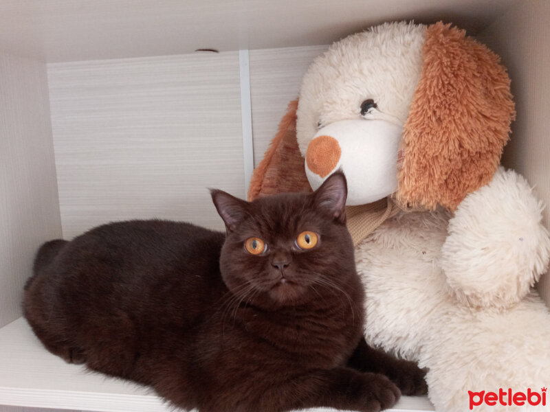 British Shorthair, Kedi  Şila fotoğrafı