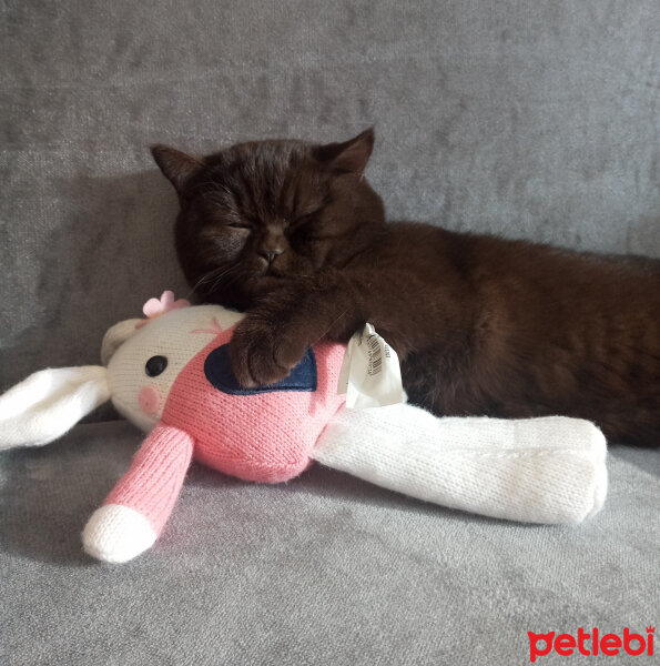 British Shorthair, Kedi  Şila fotoğrafı