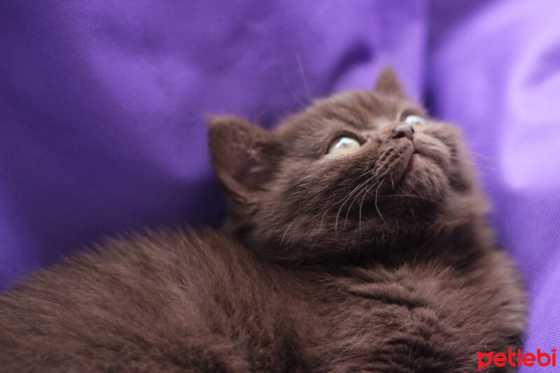 British Shorthair, Kedi  Şila fotoğrafı