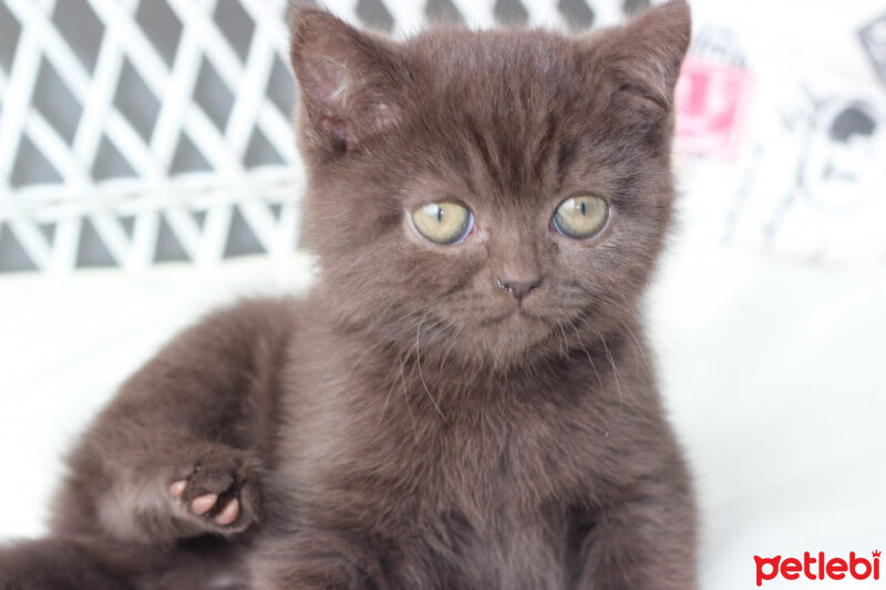 British Shorthair, Kedi  Şila fotoğrafı