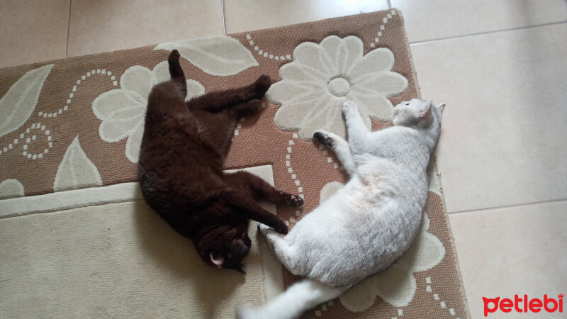 British Shorthair, Kedi  Şila fotoğrafı