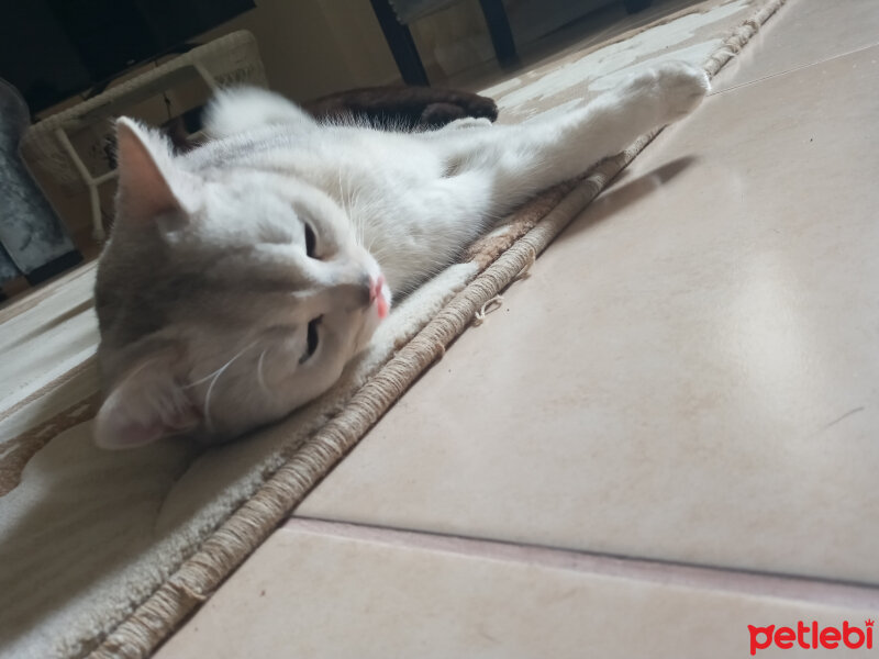 British Shorthair, Kedi  Şila fotoğrafı