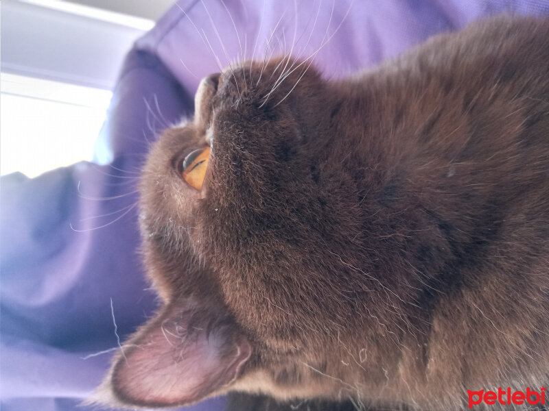 British Shorthair, Kedi  Şila fotoğrafı