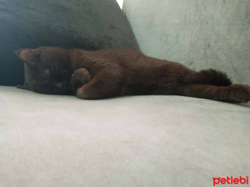 British Shorthair, Kedi  Şila fotoğrafı