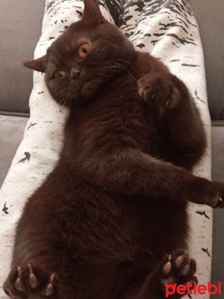 British Shorthair, Kedi  Şila fotoğrafı