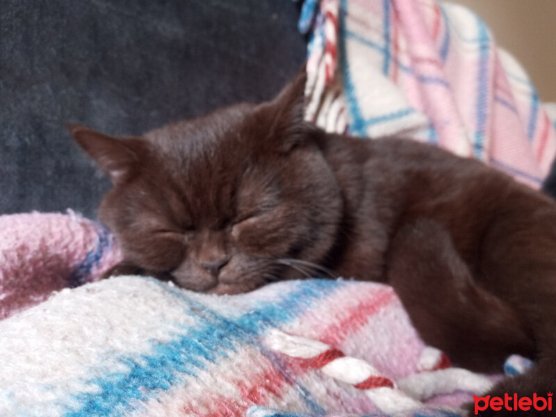 British Shorthair, Kedi  Şila fotoğrafı