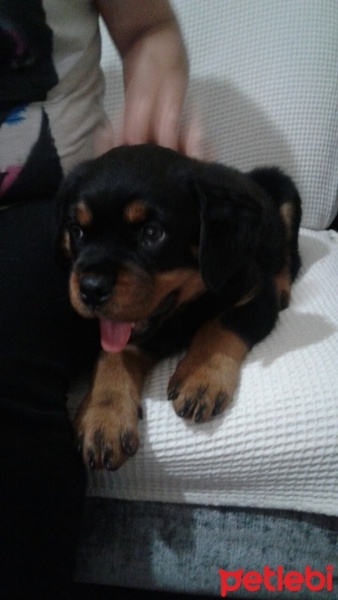 Rottweiler, Köpek  Baron Hause of İstanbul fotoğrafı