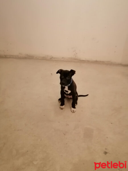 Amerikan Staffordshire Terrier, Köpek  Zeytin fotoğrafı