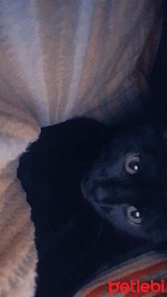 Bombay, Kedi  Gece fotoğrafı