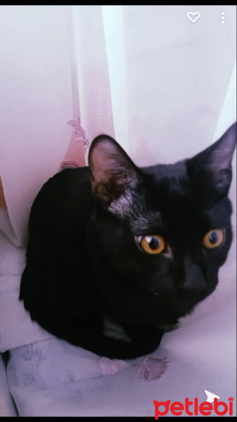 Bombay, Kedi  Gece fotoğrafı