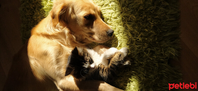 Golden Retriever, Köpek  Dünya fotoğrafı