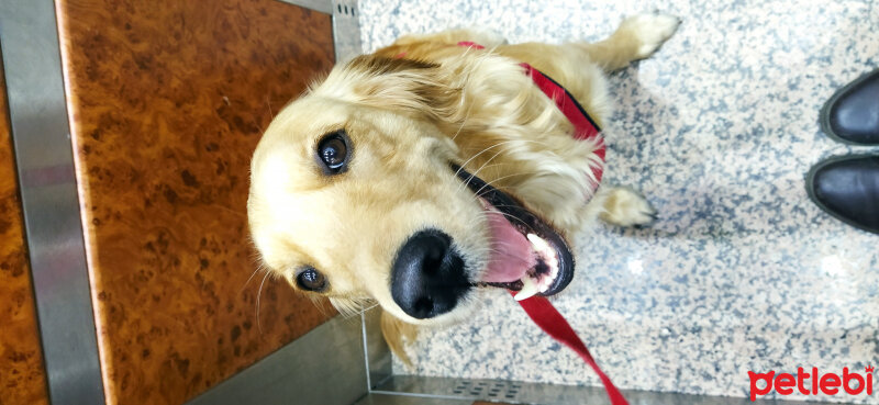 Golden Retriever, Köpek  Dünya fotoğrafı