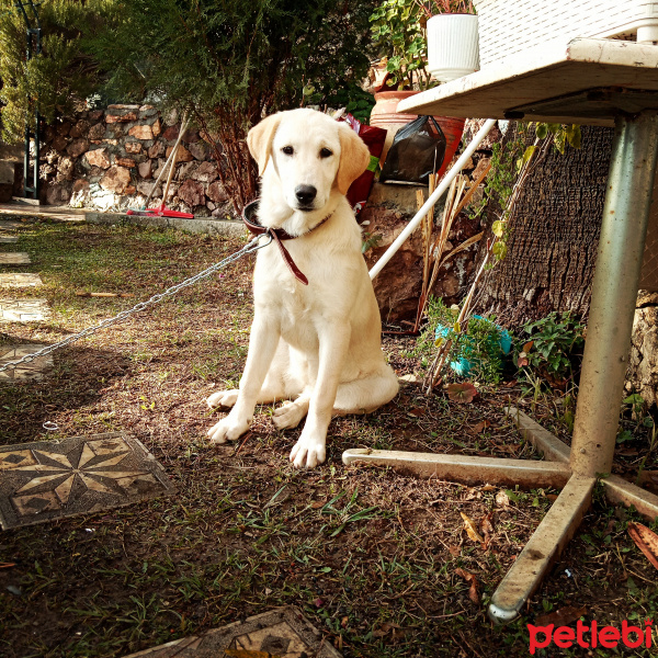 Sokö (Sokak Köpeği), Köpek  Goldie fotoğrafı