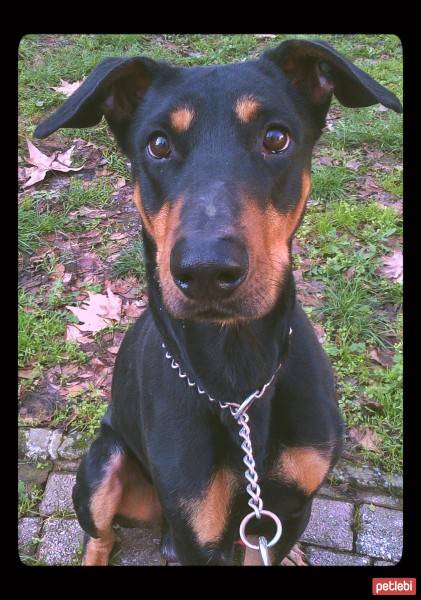 Doberman Pinscher, Köpek  Dozer fotoğrafı