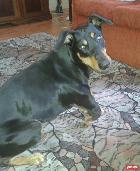 Doberman Pinscher, Köpek  Dozer fotoğrafı