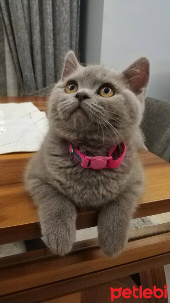 British Shorthair, Kedi  Maya fotoğrafı