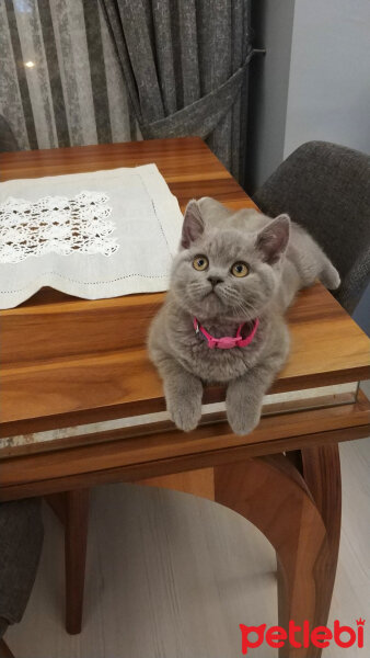 British Shorthair, Kedi  Maya fotoğrafı