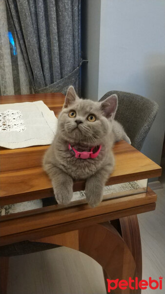 British Shorthair, Kedi  Maya fotoğrafı