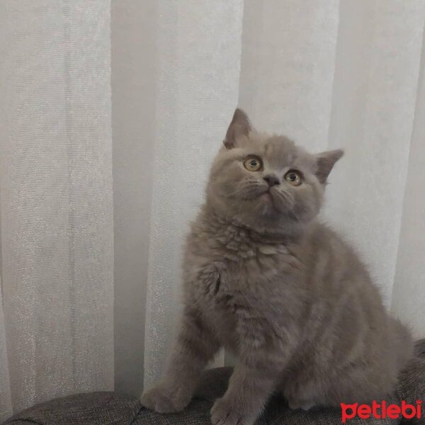 British Shorthair, Kedi  Maya fotoğrafı