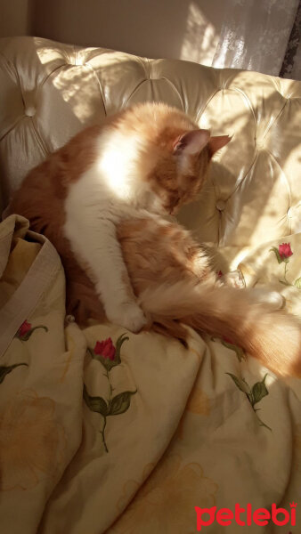 American Bobtail, Kedi  Toprak fotoğrafı