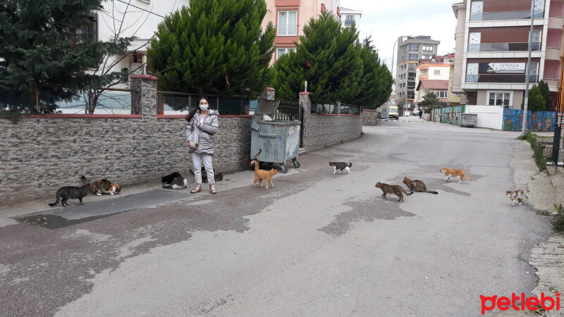 American Bobtail, Kedi  Toprak fotoğrafı