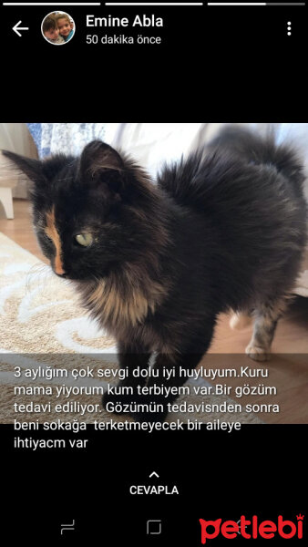 American Bobtail, Kedi  Toprak fotoğrafı