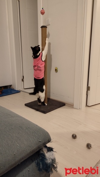 Tekir Kedi, Kedi  Böcelek fotoğrafı