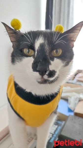 Tekir Kedi, Kedi  Böcelek fotoğrafı