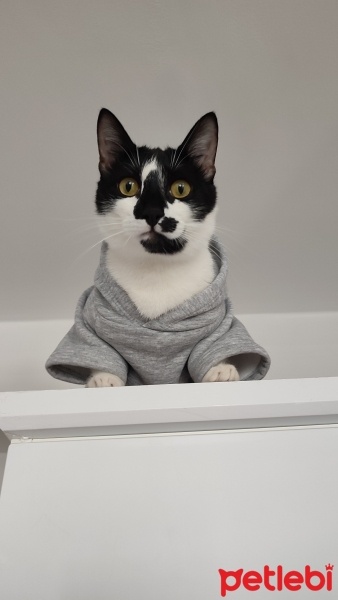 Tekir Kedi, Kedi  Böcelek fotoğrafı