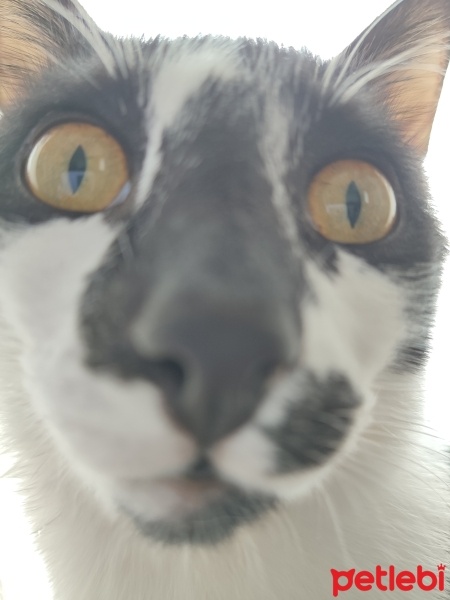 Tekir Kedi, Kedi  Böcelek fotoğrafı