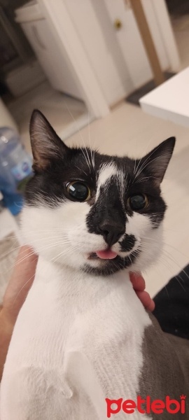 Tekir Kedi, Kedi  Böcelek fotoğrafı