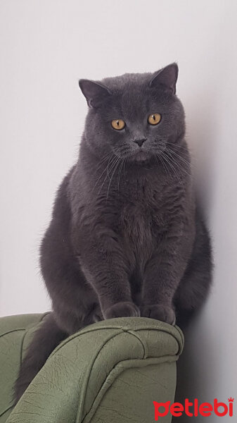 British Shorthair, Kedi  ayı fotoğrafı