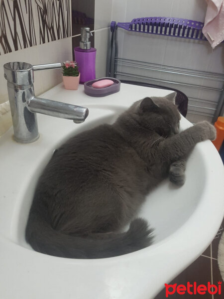 British Shorthair, Kedi  ayı fotoğrafı