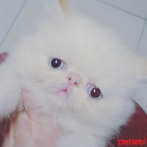 İran Kedisi (Persian), Kedi  Miraç fotoğrafı