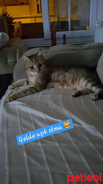 Tekir Kedi, Kedi  zahide fotoğrafı