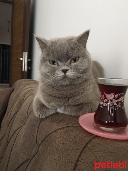 British Shorthair, Kedi  nazlı fotoğrafı