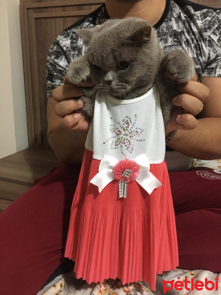 British Shorthair, Kedi  nazlı fotoğrafı