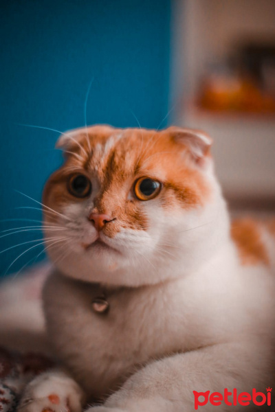 Scottish Fold, Kedi  Mars fotoğrafı