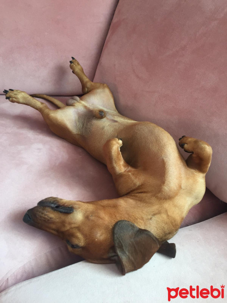 Dachshund (Sosis), Köpek  Muttley fotoğrafı