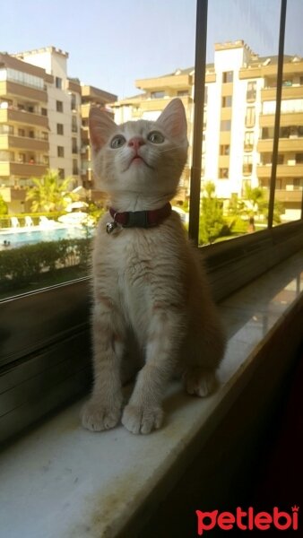 Tekir Kedi, Kedi  Simba fotoğrafı