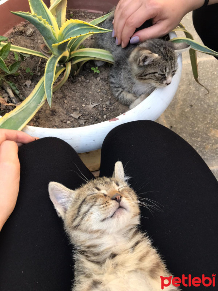 Soke, Kedi  Lili fotoğrafı