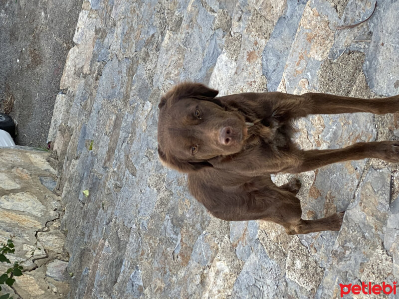 İngiliz Springer Spaniel, Köpek  Coco fotoğrafı