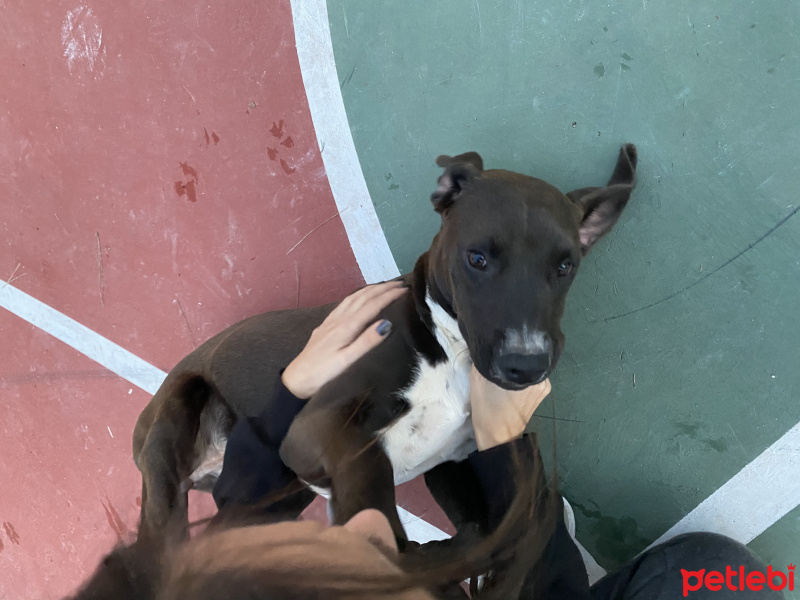 Amerikan Pitbull Terrier, Köpek  Mocha fotoğrafı
