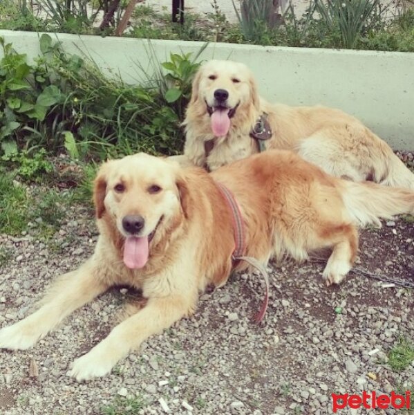 Golden Retriever, Köpek  ARES fotoğrafı