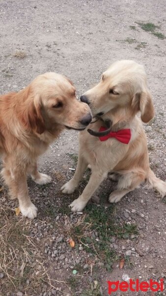 Golden Retriever, Köpek  ARES fotoğrafı