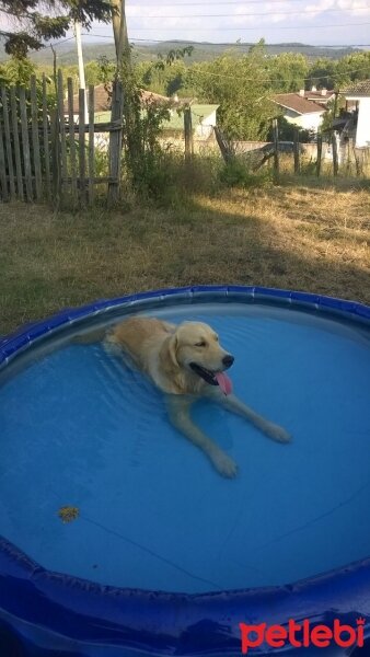 Golden Retriever, Köpek  ARES fotoğrafı