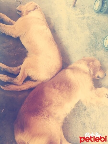 Golden Retriever, Köpek  ARES fotoğrafı