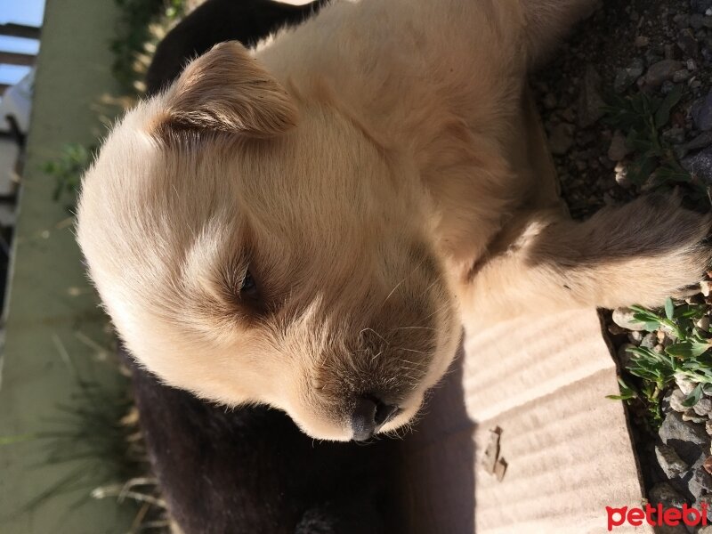 Golden Retriever, Köpek  ARES fotoğrafı